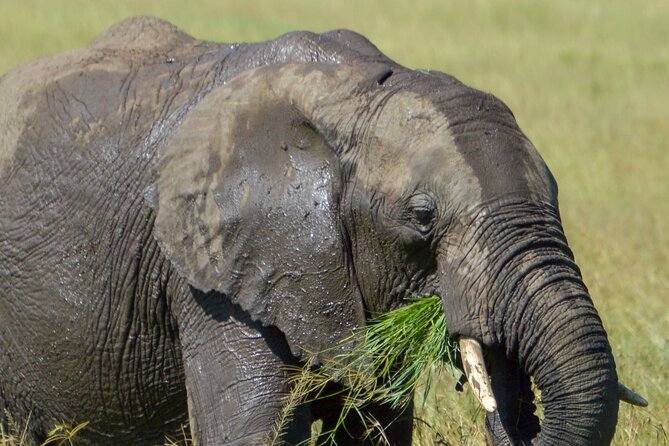 Maasai Mara National Reserve 3-day safari - Key points worth knowing before you go