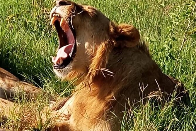 Maasai Mara National Reserve 3-day safari - Price and what you get for $800 per person