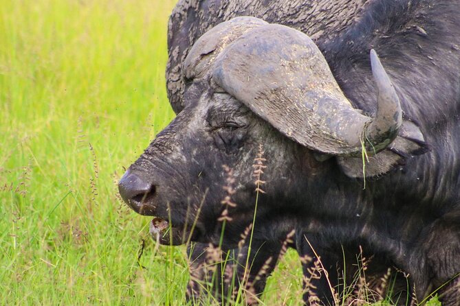 Maasai Mara National Reserve 3-day safari - Guides, timekeeping, and how private helps your sightings