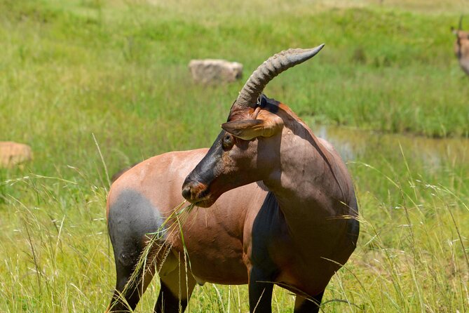 Maasai Mara National Reserve 3-day safari - What to pack for a smoother Mara stay