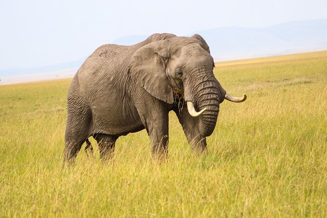 Maasai Mara National Reserve 3-day safari - Your camp base, plus conservancy and cultural visits