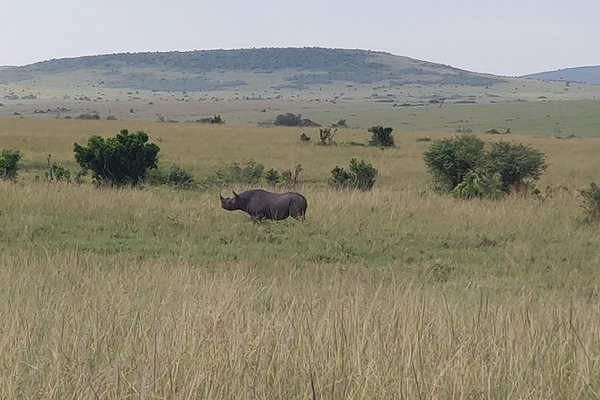 Maasai Mara Safari!! - What Big Five Chances Mean Here, and How to Set Expectations