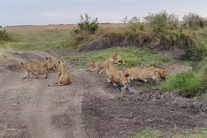 Maasai Mara Safari!! - Day 2: Full-Day Mara National Reserve Drives, Predators, and Picnic Lunches