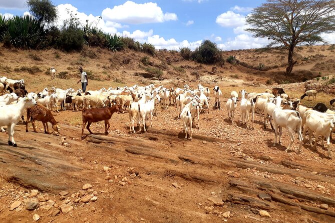 Maasai Village Experience Day Tour - Kajiado Photo Moments: Herders, Firewood, and Animal Movement