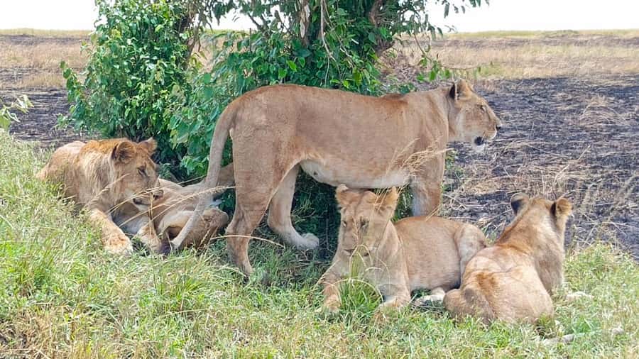 Masai Mara: 3-Day Group Joining Safari by Land Cruiser - Nairobi start and the Rift Valley viewpoint break
