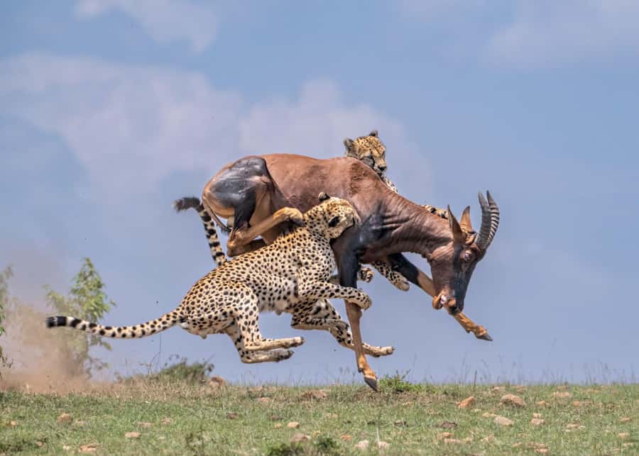 Masai Mara: 3-Day Group Joining Safari by Land Cruiser - Logistics that affect your comfort: pickup, vehicle, and group reality