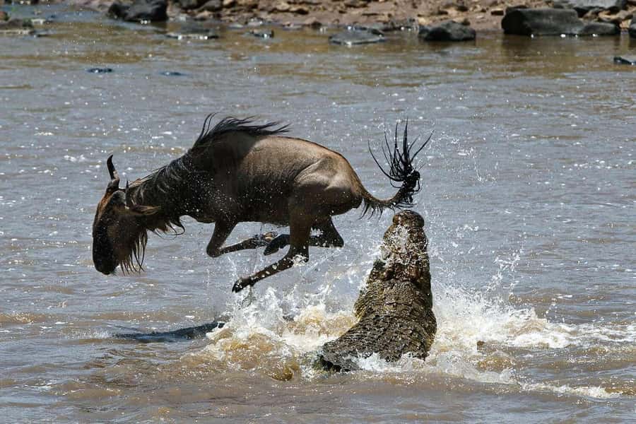 Masai Mara: 3-Day Group Joining Safari by Land Cruiser - Your private tent stay at the Giraffe Hill Camp area
