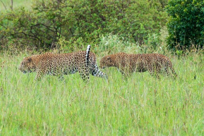 Masai Mara 3 Day Safari | Private 4WD Jeep Tour - Key details I’d circle before you book