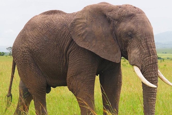 Masai Mara 3 Day Safari | Private 4WD Jeep Tour - What you get for $2,120 per person, and how to judge value