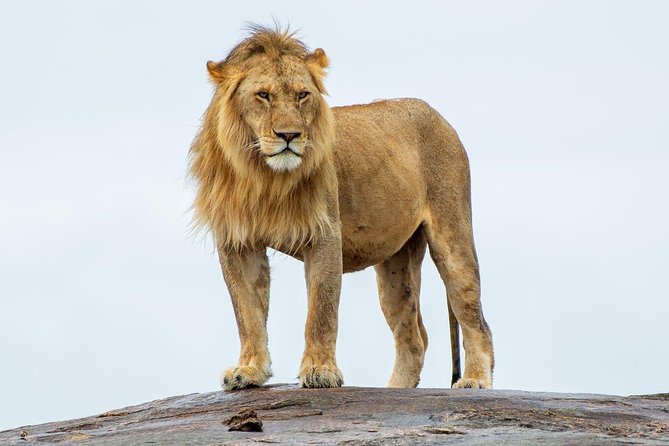 Masai Mara 3 Day Safari | Private 4WD Jeep Tour - Meals, pace, and how the itinerary keeps your energy usable