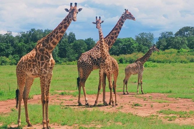 Masai Mara 3 Day Safari | Private 4WD Jeep Tour - Who should book this private Maasai Mara safari