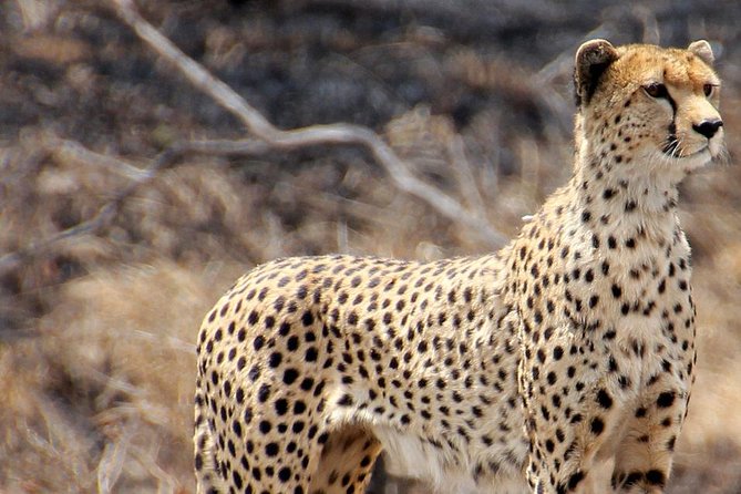 Masai Mara 3 Days Luxury Tented Safari - Who this safari suits best