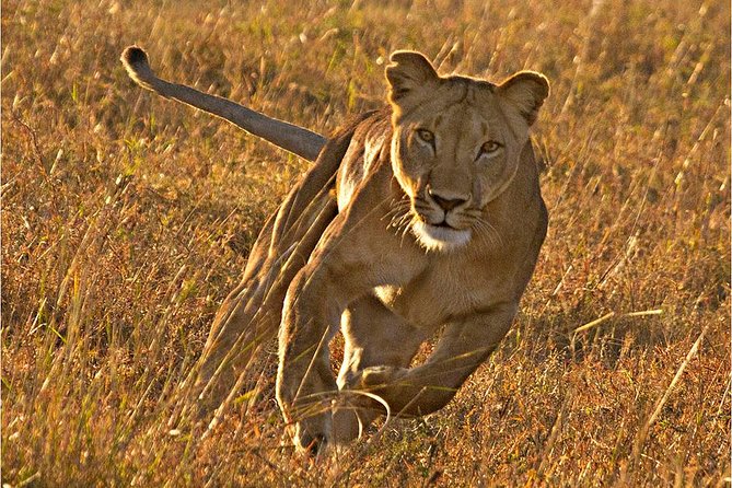 Masai Mara 3 Days Luxury Tented Safari - Day 2 in Maasai Mara: morning drive and poolside reset