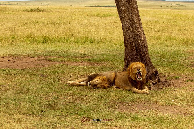 Masai Mara 3 Days Tour Safari Private 4WD Landcruiser - Day 2: full day Mara River views, the Serengeti connection, and an optional walking safari
