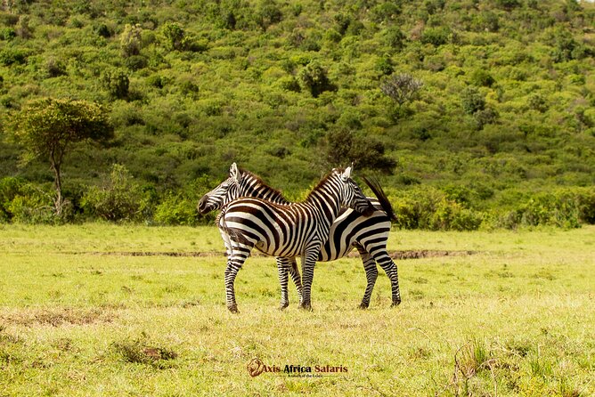 Masai Mara 3 Days Tour Safari Private 4WD Landcruiser - Wildlife odds and what a great driver-guide changes