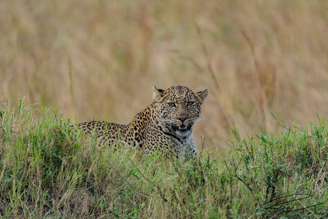 Masai Mara 3Days Safari Adventure - Day 1: Maasai Mara National Reserve, Enchoro lunch, then your first big-drive session