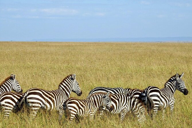 Masai Mara 3Days Safari Adventure - Day 2: Mara River day, lions, big cats, and migration season chances (July to October)