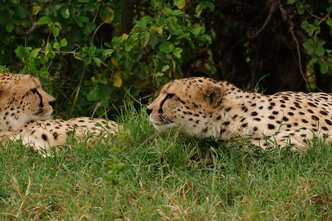 Masai Mara 3Days Safari Adventure - Day 3: Nairobi return with Mt. Longonot options and a coffee farm detour