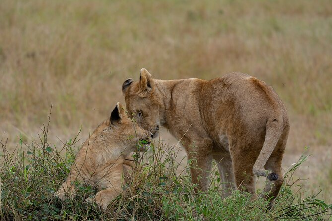 Masai Mara 3Days Safari Adventure - What the 4x4 pop-up roof setup changes for your sightings