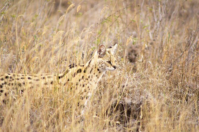 Masai Mara 3Days Safari Adventure - Guides who focus on finding the animals, not just driving