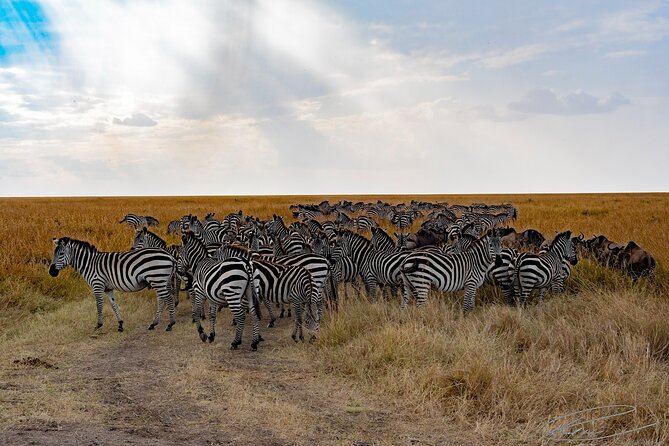 Masai Mara 3Days Safari Adventure - All-inclusive meals: small detail, big comfort win