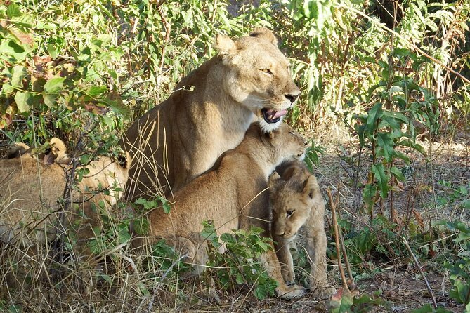 Masai Mara 3Days Safari Adventure - Price and logistics: what $665 really buys you