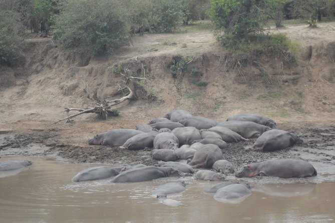 Masai Mara Budget 2 nights tented camp road Safari - Camp Life: Rhino, Enchoro, Manyatta Mara, or Lenchada Style