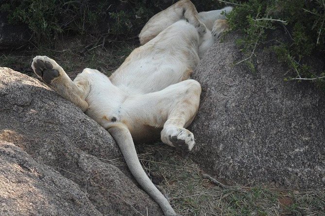 Masai Mara Budget 2 nights tented camp road Safari - Transportation, Privacy, and How the Group Setup Feels