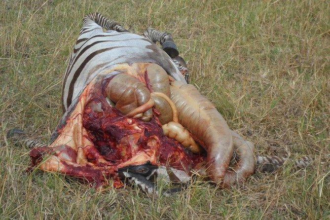 Masai Mara Budget 2 nights tented camp road Safari - Day 1: First Lunch Stop, Then Game Drive Time