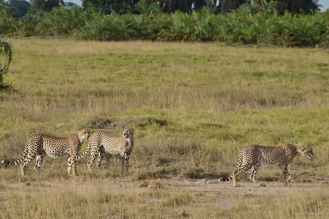 Masai Mara classic safari with optional Masai Village - Why this Maasai Mara safari is built for wildlife, not busywork