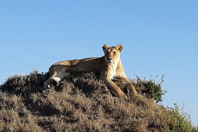 Masai Mara classic safari with optional Masai Village - The core stop: Maasai Mara National Reserve