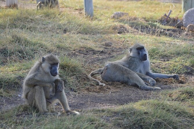 Masai Mara classic safari with optional Masai Village - Optional Masai Village: add culture without changing your safari
