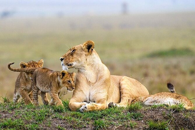 Masai Mara classic safari with optional Masai Village - Optional hot air balloon: impressive, but it’s a big budget line