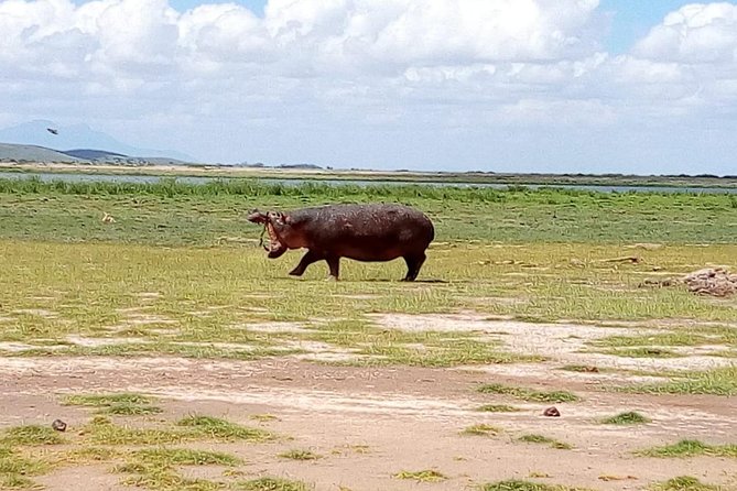 Masai Mara Full Day Tour from Nairobi, Naivasha or Nakuru - Game Drives After Lunch: Picnic Energy, Then Back to the Bush