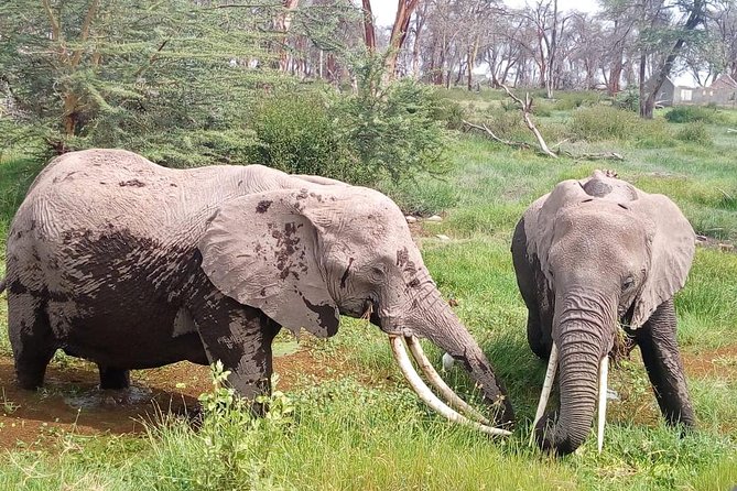 Masai Mara Full Day Tour from Nairobi, Naivasha or Nakuru - Entering the Reserve Gate Around 8:00am