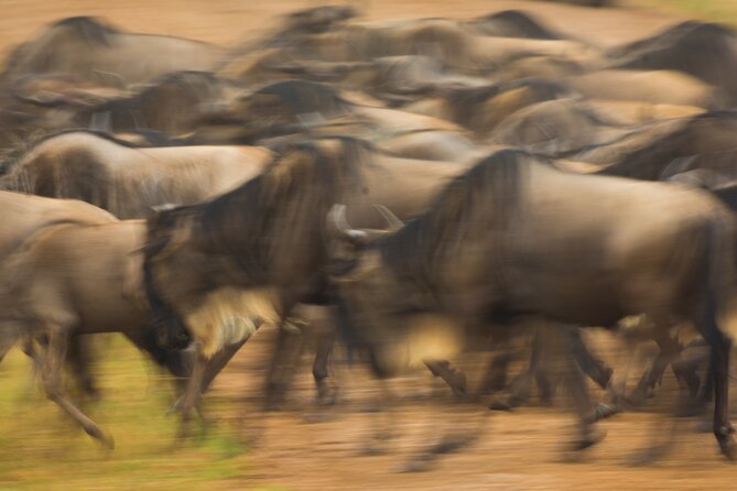 Masai Mara Game Drive - The Main Event: A Private Game Drive With an Expert Guide-Driver