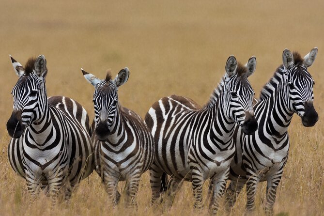 Masai Mara Game Drive - What Your Day-to-Day Actually Feels Like