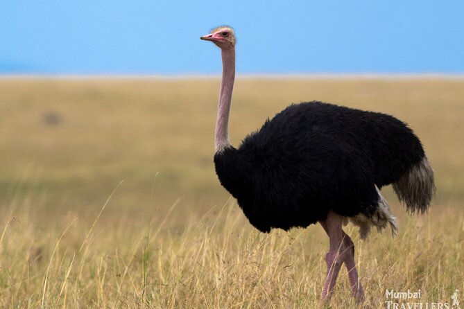 Masai Mara Game Drive - Who This Tour Suits Best (And Who Might Reconsider)