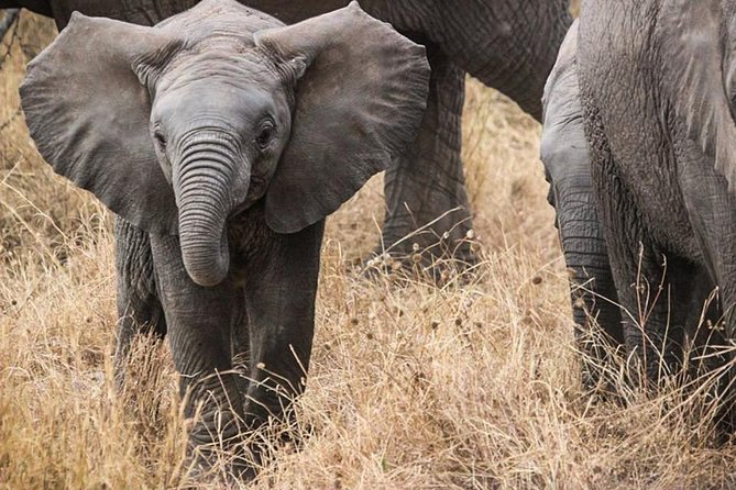 Masai Mara Game Reserve Safari Tour, 4 Days 3 Nights - Unlimited game drives in Masai Mara: Mara River lunches and the Big Five focus