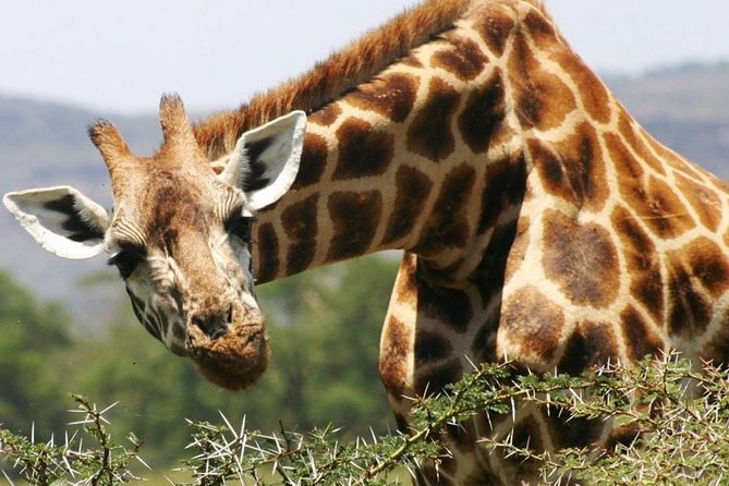 Masai Mara Game Reserve Safari Tour, 4 Days 3 Nights - Lodging at Mara Sopa Lodge and the Mara Jambo Lodge reference: Confirm your exact base
