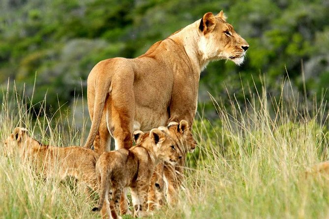 Masai Mara & Lake Nakuru Safari tour: 4-Day Kenya Adventure - From Nairobi to Mara and Nakuru, Without the Chaos