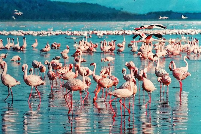 Masai Mara & Lake Nakuru Safari tour: 4-Day Kenya Adventure - Lake Nakuru Day 3: Rhinos, Birds, and Rift Valley Views