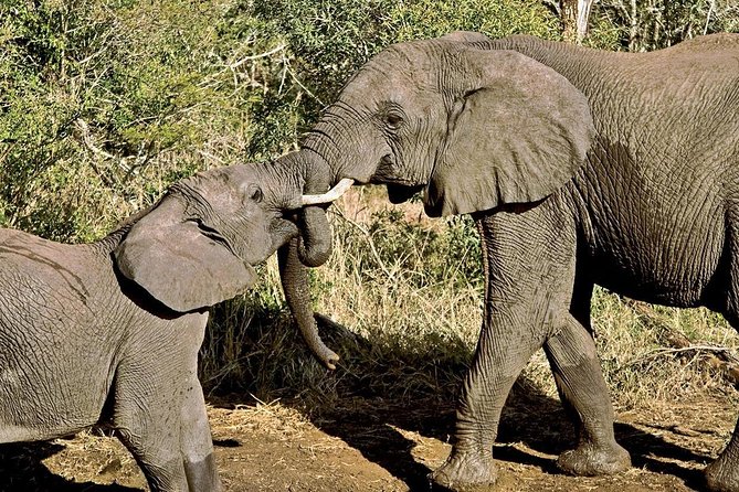 Masai Mara & Lake Nakuru Safari tour: 4-Day Kenya Adventure - Pop-Roof Safari Vehicles and What Small Groups Change
