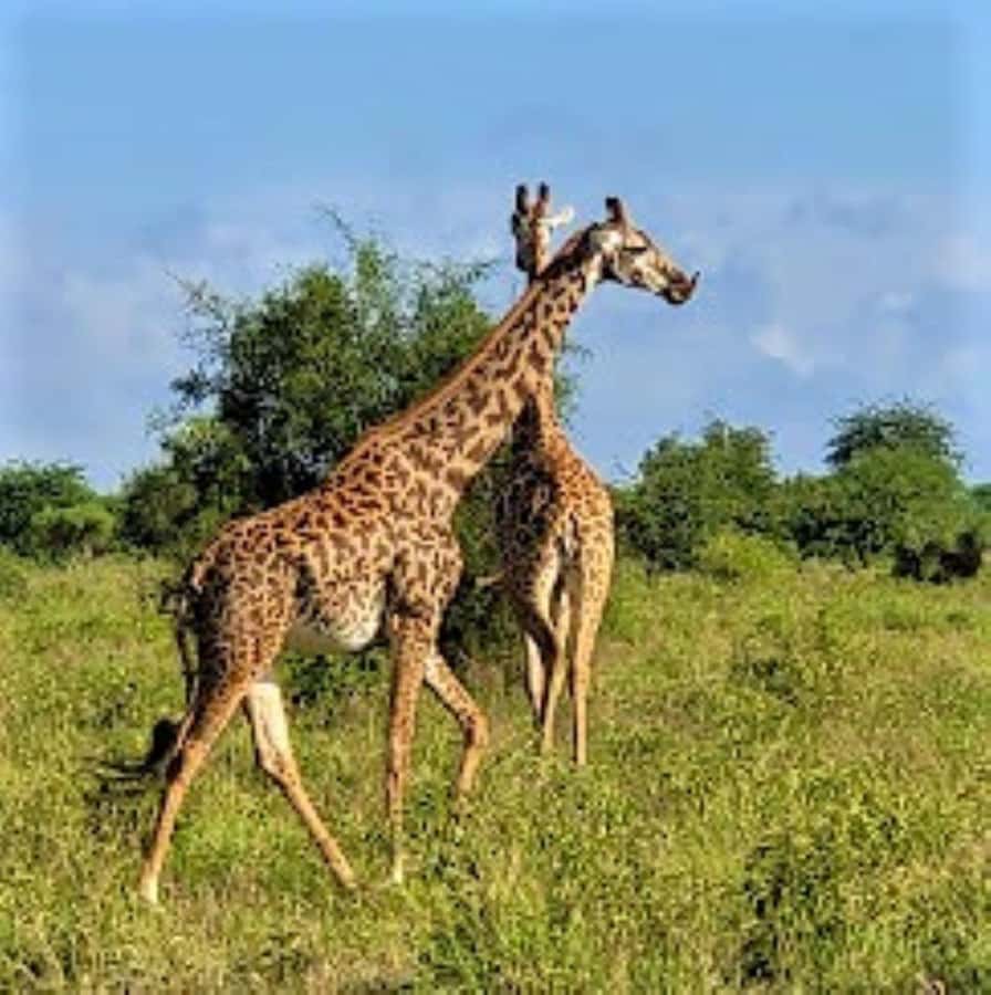 Mombasa: 2-Day Safari to Taita Hills Game Sanctuary - Road time from Mombasa: how you keep the safari feeling like a safari