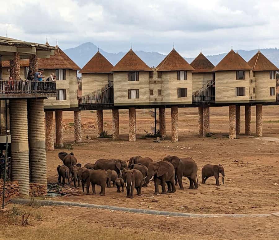 Mombasa: 2-Day Safari to Taita Hills Game Sanctuary - Day 2: half-day game drive plus lunch back on the coast