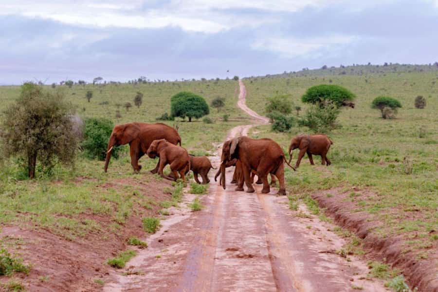 Mombasa: 2-Day Safari to Taita Hills Game Sanctuary - Safari vehicle setup and what to do for better views