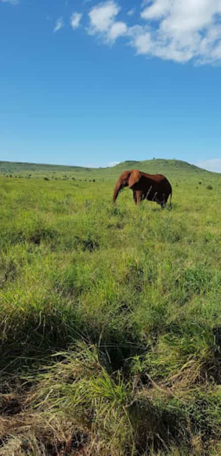 Mombasa: 2-Day Safari to Taita Hills Game Sanctuary - Wildlife expectations, and how to stay patient on a 2-day plan