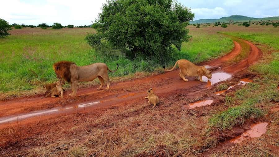 Mombasa: 2-Day Safari to Taita Hills Game Sanctuary - Price and what $590 really buys you from Mombasa
