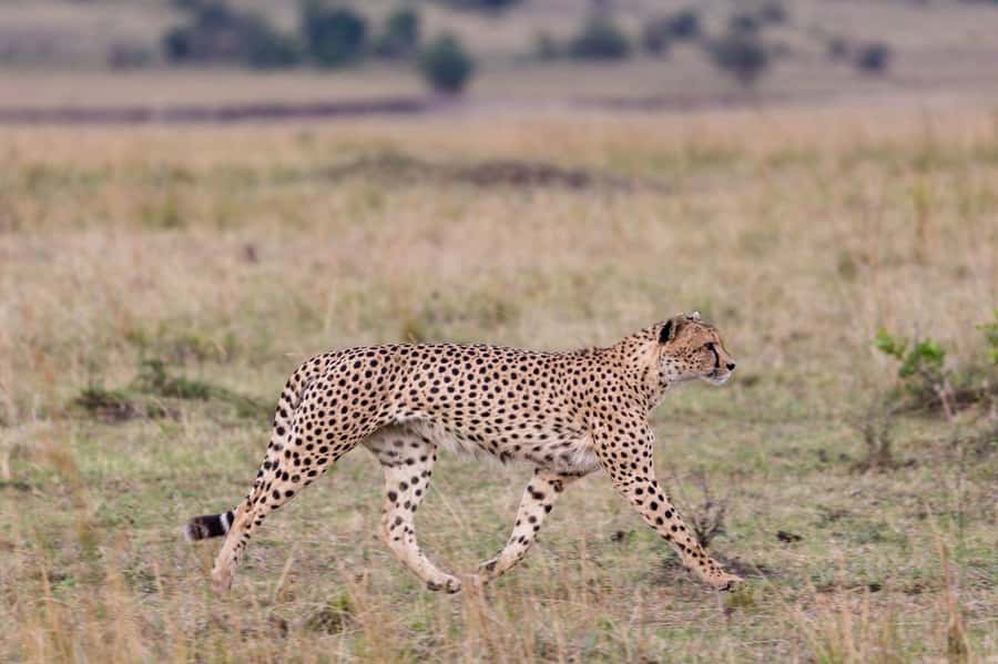 Mombasa: 3-Days 2-Nights Tsavo East and West Private Safari. - Key things I’d plan around