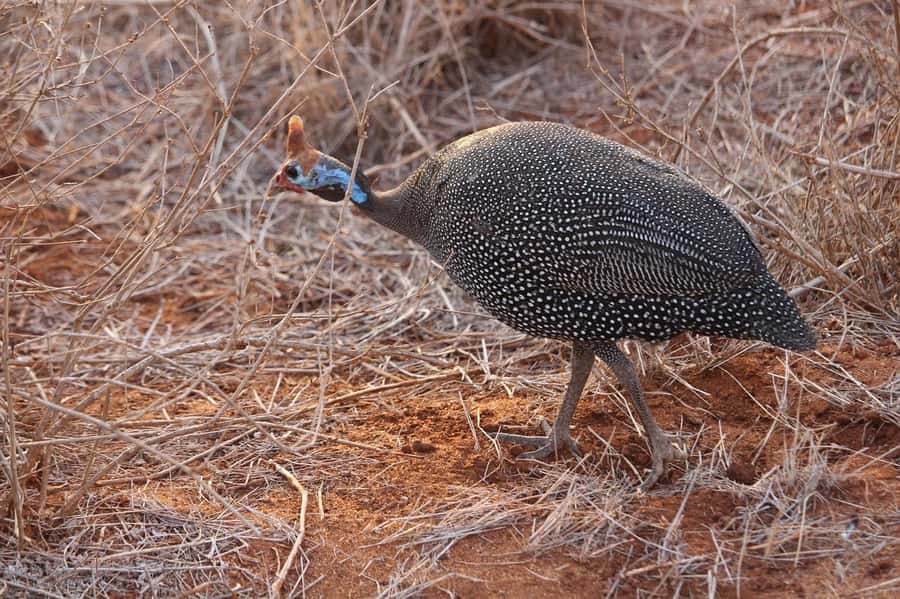 Mombasa: 3-Days 2-Nights Tsavo East and West Private Safari. - Day 2 water and wildlife pauses: Mzima Springs fit when it’s planned